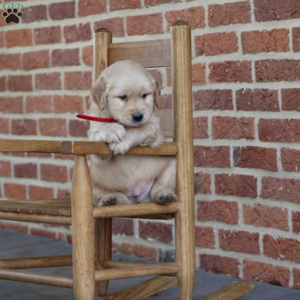 Tahlia, Golden Retriever Puppy
